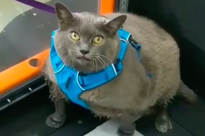Cinderblock the Obese Cat Starts Fitness Journey