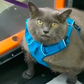 Cinderblock the Obese Cat Starts Fitness Journey