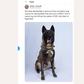 President Donald Trump said the picture of the military dog that helped capture jihadist leader Abu Bakr al-Baghdadi had been "declassified"
