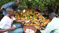 Cocoa farmers use hooked knives to break open the cocoa pods on a plantation near Sinfra in Ivory Coast's Central region