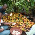 Cocoa farmers use hooked knives to break open the cocoa pods on a plantation near Sinfra in Ivory Coast's Central region