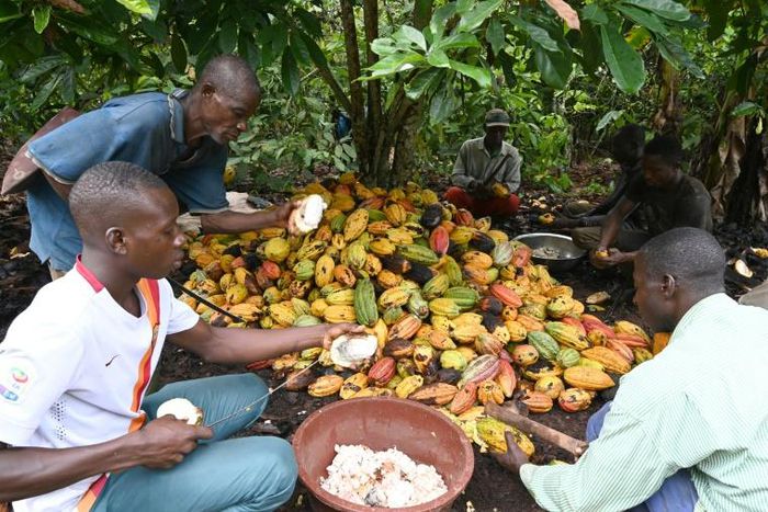 Cocoa farmers use hooked knives to break open the cocoa pods on a plantation near Sinfra in Ivory Coast's Central region