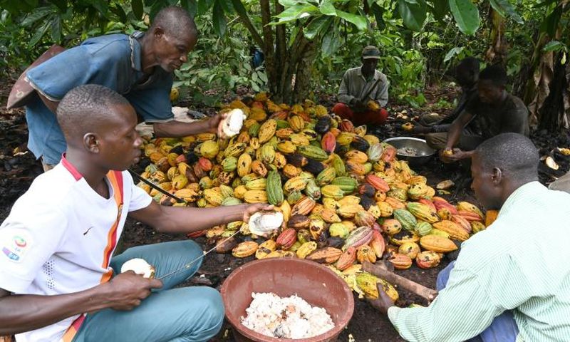 Cocoa farmers use hooked knives to break open the cocoa pods on a plantation near Sinfra in Ivory Coast's Central region