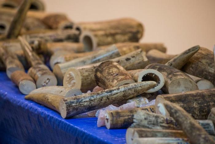Smuggled ivory originating from Malawi was discovered in cargo boxes at the Bangkok airport in March 2017