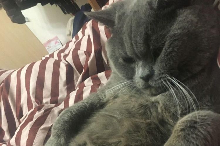 Male cat requires glucose drip to recover after mating with 5 females in a hotel