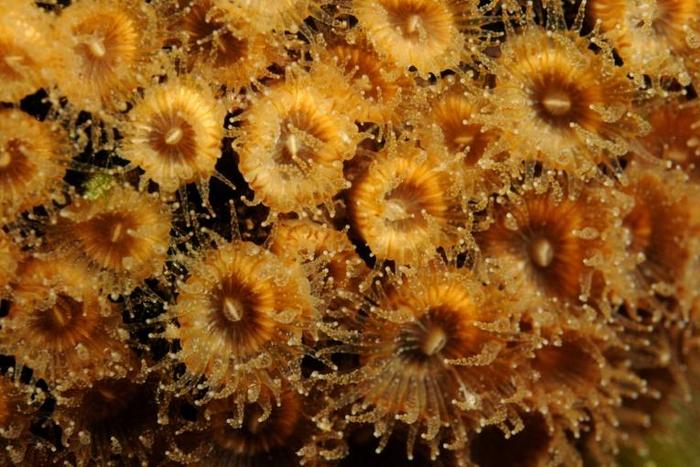 In this undated photo released by Science Advances, Cladocora caespitosa coral polyps are seen underwater near the Columbretes Islands in the Mediterranean Sea