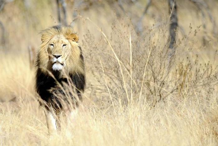 South Africa is home to more than 11,000 lions