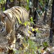 India is home to almost 75 percent of the world's tigers and has at present 2,967 of the big cats