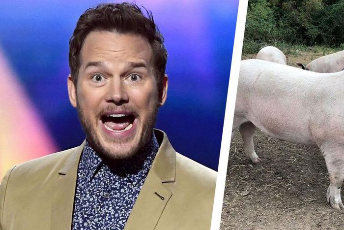 Chris Pratt's Pig Erotica Deserves Your Attention