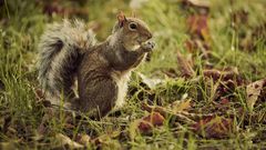 Squirrels Relax When They Hear Birds Relaxing