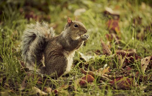 Squirrels Relax When They Hear Birds Relaxing