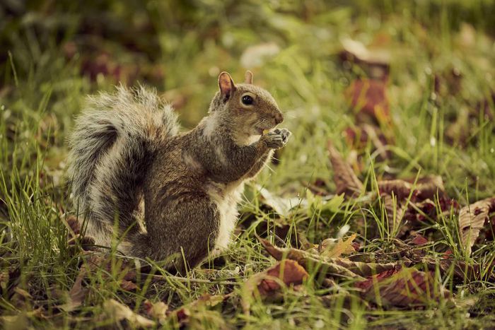 Squirrels Relax When They Hear Birds Relaxing