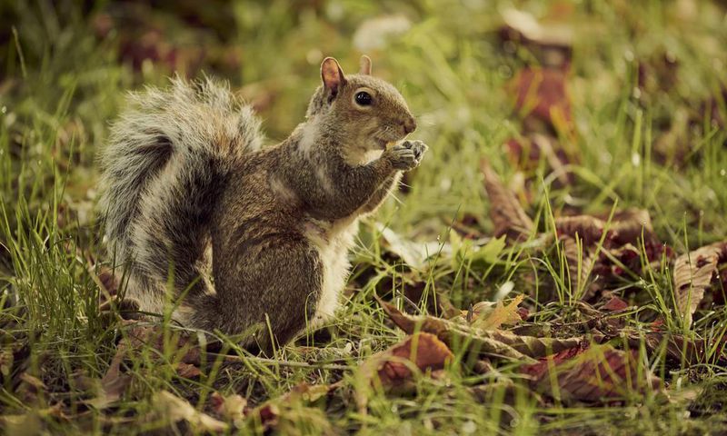 Squirrels Relax When They Hear Birds Relaxing