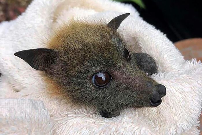 A fruit bat rescued from drought by Queensland Bats is nursed back to health at their wildlife centre on Australia's Gold Coast