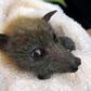 A fruit bat rescued from drought by Queensland Bats is nursed back to health at their wildlife centre on Australia's Gold Coast