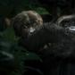 The gorillas have dwindled to just 250 in the park, their last sanctuary