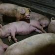 Millions of pigs have been culled across Asia in a bid to curb the spread of the disease