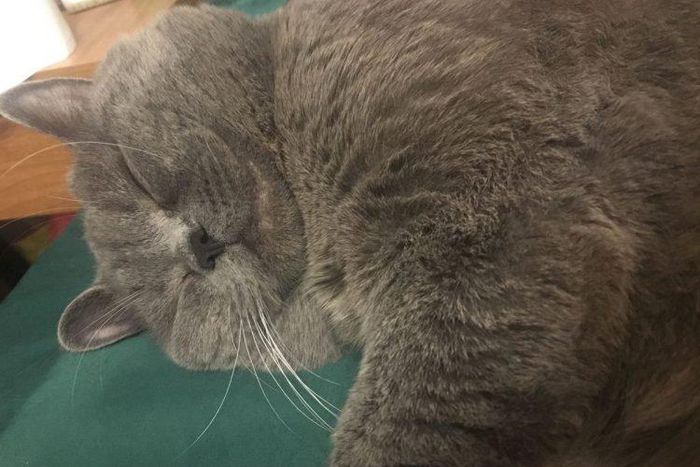 Male cat requires glucose drip to recover after mating with 5 females in a hotel