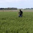 Farmer Daniel Berdini walks in a wheat field at a farm near Ramallo on October 9