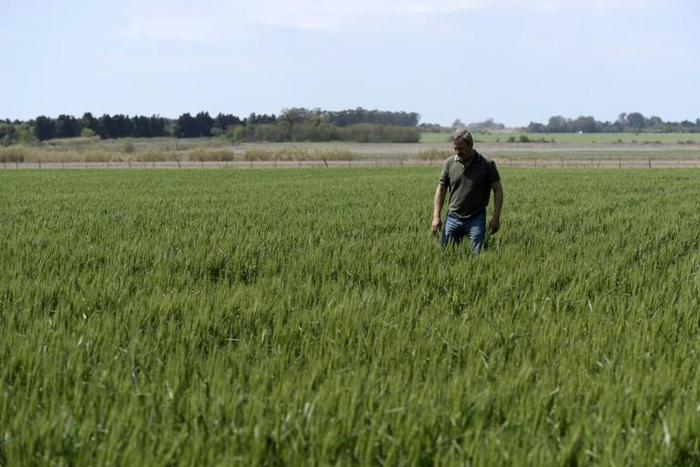 Farmer Daniel Berdini walks in a wheat field at a farm near Ramallo on October 9
