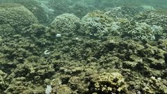 The Return of the 'Blob': Hawaii's Reefs Threatened by Marine Heat Wave