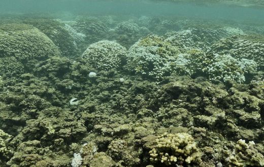 The Return of the 'Blob': Hawaii's Reefs Threatened by Marine Heat Wave