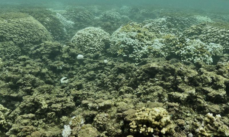 The Return of the 'Blob': Hawaii's Reefs Threatened by Marine Heat Wave