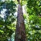 Handout picture released by SETEC (Science and Technology Secretary of Amapa State) showing the giant Dinizia Excelsa tree, found in the Paru State Forest in the Amazon basin, on August 21, 2019