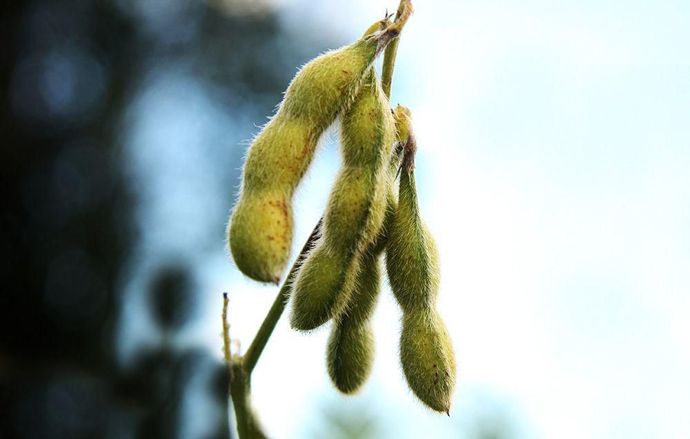 7 Surprising Sources of Protein That Aren't Meat or Dairy