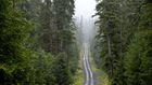 Forest Service Backs an End to Limits on Roads in Alaska's Tongass Forest