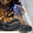 A key challenge, especially in poor, remote areas of the world where most snakebites occur, is that most antivenoms need to be refrigerated