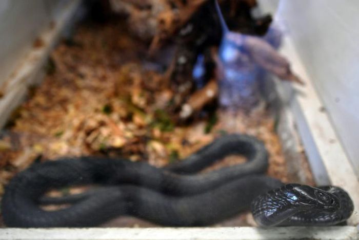 A key challenge, especially in poor, remote areas of the world where most snakebites occur, is that most antivenoms need to be refrigerated