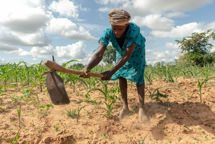 Climate extremes: A year ago, Josephine Ganye's home in Buhera, eastern Zimbabwe, was hit by a devastating cyclone. Now she is struggling with a crippling drought