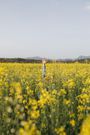 6 Easy Ways to Prevent Seasonal Allergies
