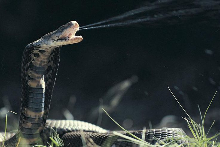 Watch This Cyst 'Spit' Gunk at Dr. Pimple Popper