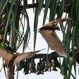 Noise should be treated as a "major global pollutant," a new study says, citing its impact on animals such as bats who rely on sonar to find their insect prey