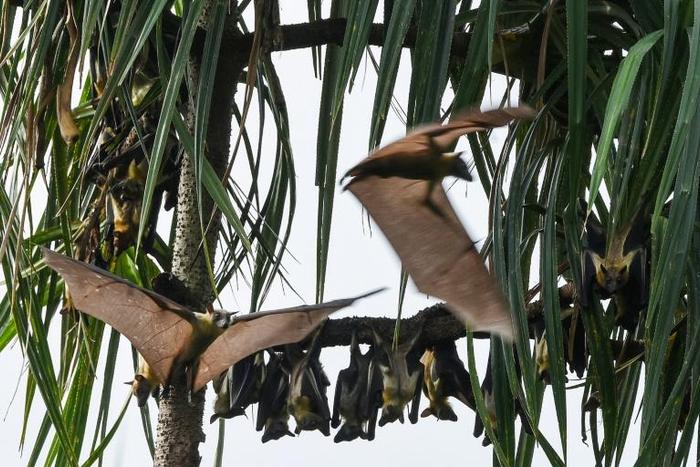 Noise should be treated as a "major global pollutant," a new study says, citing its impact on animals such as bats who rely on sonar to find their insect prey