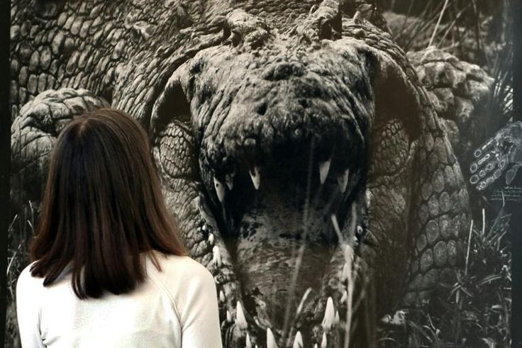 A woman observes the photograph titled "Large Crocodrillos" by Peter Beard at Sotheby's in 2008 for the Quillan Collection of Nineteenth and Twentieth Century Photographs