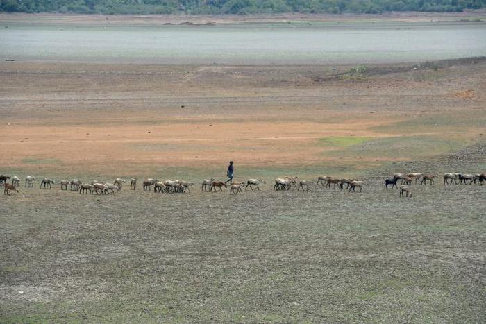 A shepherd and their livestock walk across a dried out reservoir on the outskirts of Chennai in June 2019. The drought-hit city saw only a fraction of the rain it usually receives during June and July