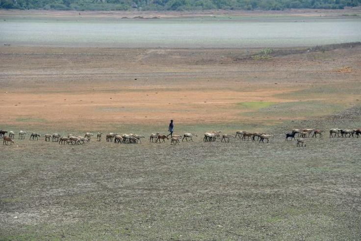 A shepherd and their livestock walk across a dried out reservoir on the outskirts of Chennai in June 2019. The drought-hit city saw only a fraction of the rain it usually receives during June and July