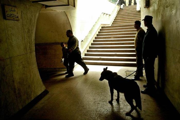 Egyptian policemen  are pictured working with an explosive sniffer dog  in 2005