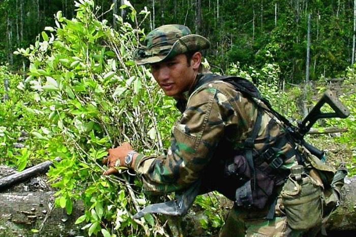A Colombian anti-narcotics soldier removes bushes of coca leaf in Barbacoas, southern Colombia, in 2001