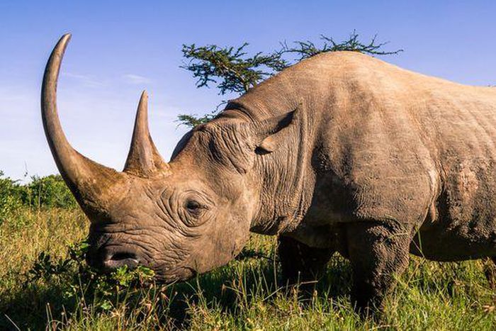 Dr. Pimple Popper Removes Her Patient's 'Horn'