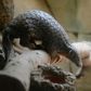 Researchers at the South China Agricultural University have identified the scaly pangolin as a 'potential intermediate host' for the virus