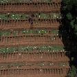 Vila Formosa cemetery on the edge of Sao Paulo, Latin America's largest, is bracing for a surge in burials