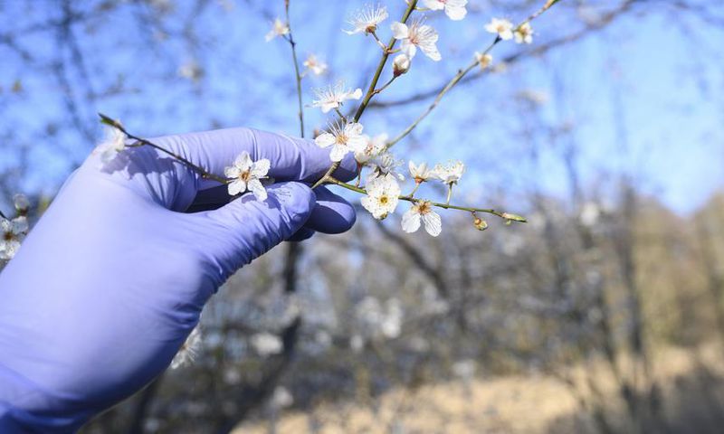 Is it Seasonal Allergies or COVID-19?