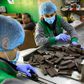 Workers at al-Arees sweets factory in Gaza City sort a batch of chocolate-covered biscuits