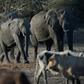 Botswana has fended off criticism of lifting a hunting ban, saying it would not threaten the elephant population