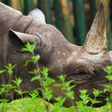 The IUCN identified modest growth in numbers decimated by poaching and illegal trade -- this November image released by Ngorongoro Conservation Area Authority in Tanzania shows Fausta, a female black rhino who died last year aged 57
