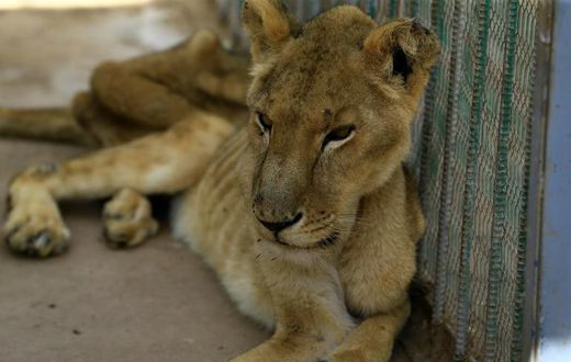 A malnourished lioness at Al-Qureshi park in the Sudanese capital Khartoum, where one of five sick lions died on Monday